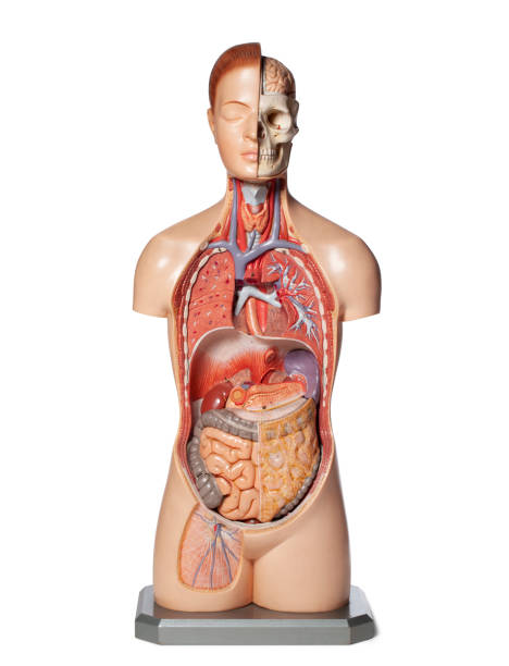 istock Human anatomy model with organs. 1399311743