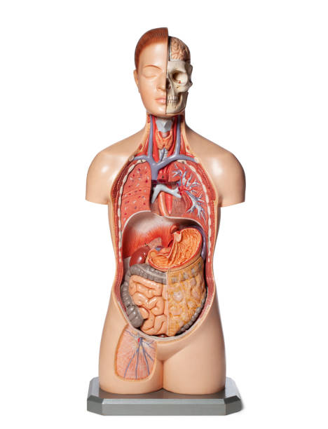 istock Human anatomy model with organs. 1399311750