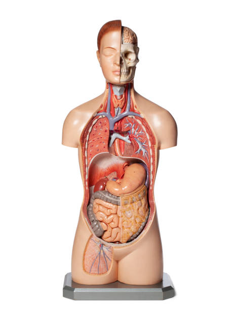 istock Human anatomy model with organs. 1399311783