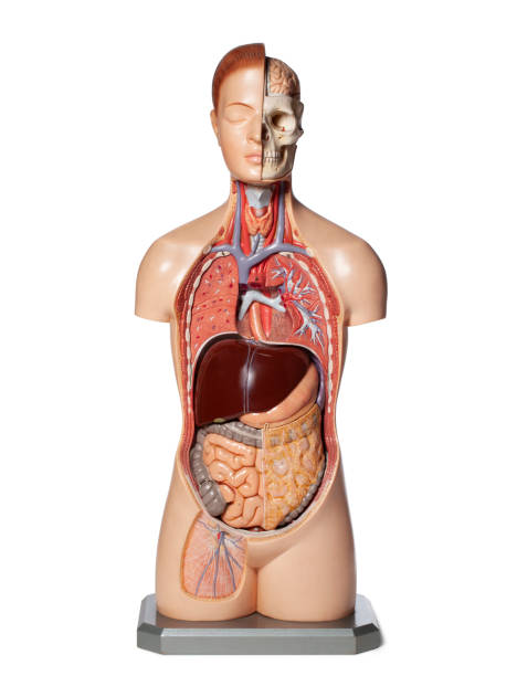 istock Human anatomy model with organs. 1399311810