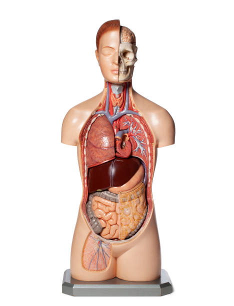 istock Human anatomy model with organs. 1399311917