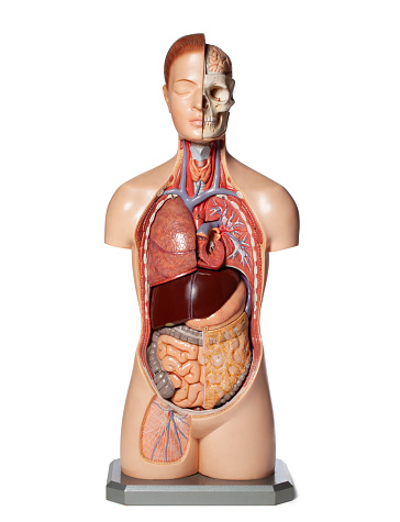 A 3D scientific illustration showcasing a human body with transparent skin, revealing a tumor in his thyroid gland, along with a micrograph image of papillary thyroid carcinoma.