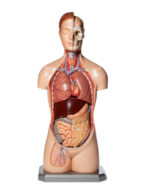 istock Human anatomy model with organs. 1399312443