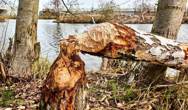 Birch tree felled by beavers, lying with sharpened ends next to a body of water