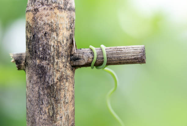 Climbing pea tendril wrapped around trellis. Close up of sugar pea or snap pea plant tendril. Plant shoot or vine grabbing a bamboo stick to hold for support. Selective focus on wrapped tendrils. tendril stock pictures, royalty-free photos & images