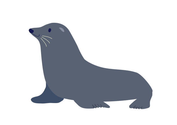 vector illustration of sea lions. - denizaslanıgiller stock illustrations