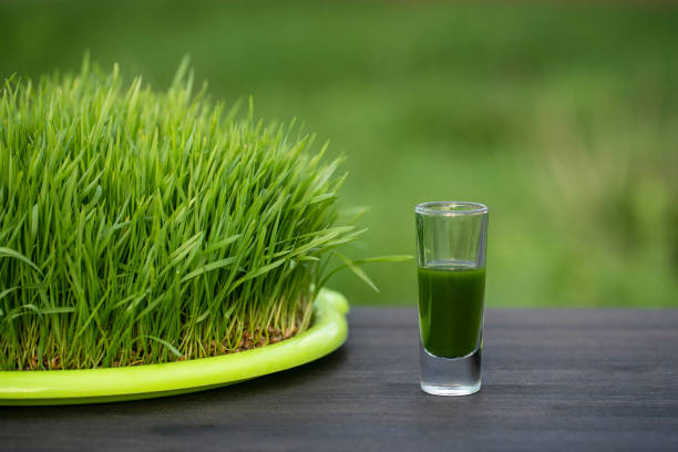 緑色の発芽小麦粒の草からの健康的な有機グリーンデトックスジュース、クローズアップ - wheatgrass ストックフォトと画像