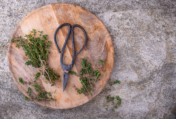 istock Green thyme. Fresh garden herbs 1399315685