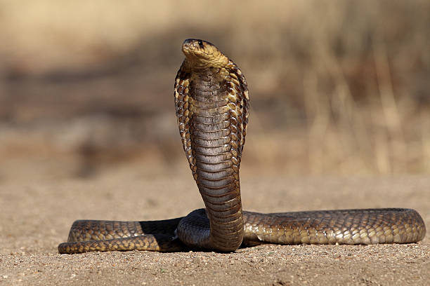 snouted cobra guardando a sinistra - snouted foto e immagini stock