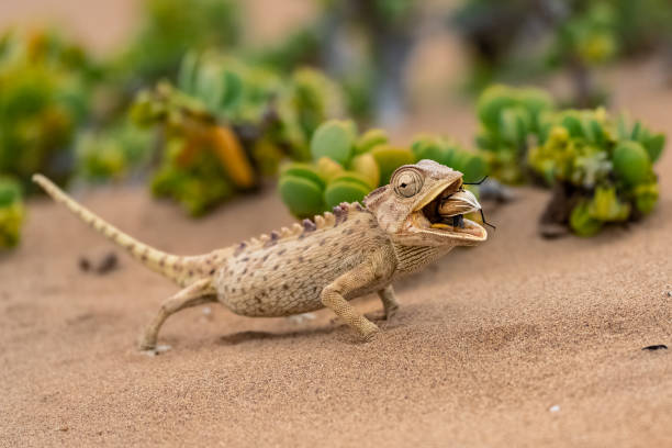 istock Namaqua Chameleon eating a beetle 1399316811