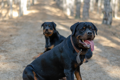 Two big black dogs sit on a path in the woods. A male and a female Rottweiler rest while hiking. Without leashes. Pets. No people. Selective focus.