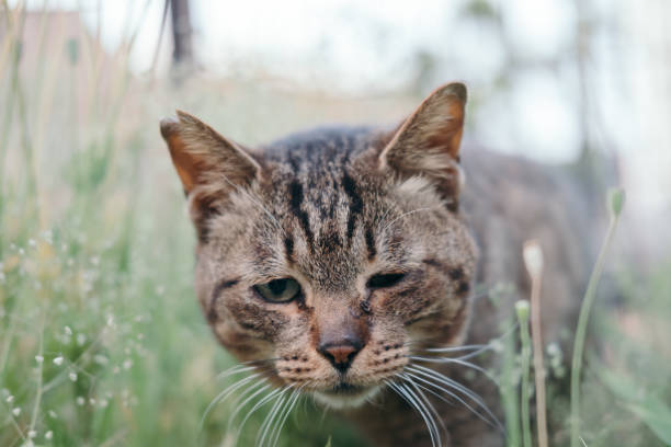 istock Image of a tabby cat winking 1399317673