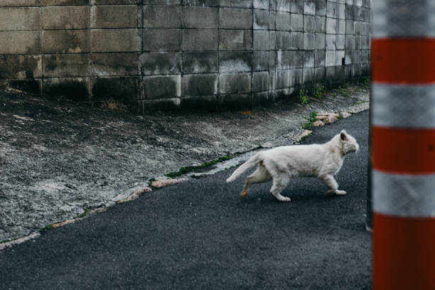 istock Image of a white cat running away 1399317724
