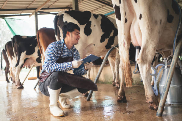 male farmer checking on his livestock and quality of milk in the dairy farm .Agriculture industry, farming and animal husbandry concept ,Cow on dairy farm eating hay,Cowshed. stock photo