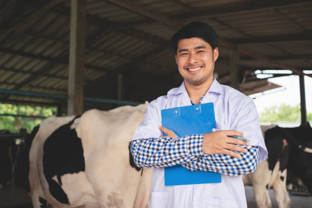 smiling and happy Veterinarian at the dairy farm. Agriculture industry, farming and animal husbandry concept ,Cow on dairy farm eating hay. stock photo