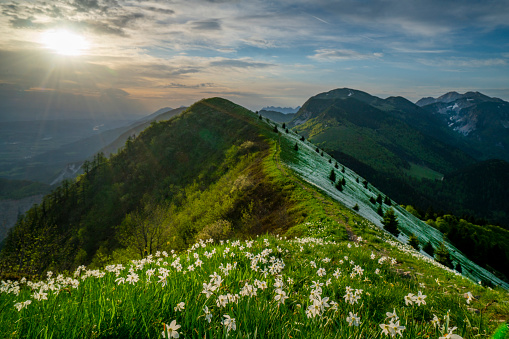 Sun rising behind top slope of mountain Golica with blooming flowers fields, on cloudy morning, Slovenia. On the slopes of mountain there are beautiful daffodil narcissus flower with white outer petals and a shallow orange or yellow cup in the center on blurred flowers and  green grass. In background are mountain tops, cloudy sly and shining sun. Mt. Golica is near town Jesenice in Slovenia.