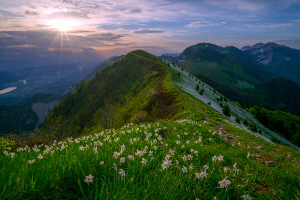 Sun rising behind top slope of mountain, Golica withon blooming flowers fields, Slovenia Sun rising behind top slope of mountain Golica with on blooming flowers fields, on cloudy morning, Slovenia. On the slopes of mountain there are beautiful daffodil narcissus flower with white outer petals and a shallow orange or yellow cup in the center on blurred flowers and  green grass. In background are mountain tops, cloudy sly and shining sun. Mt. Golica is near town Jesenice in Slovenia. municipality of jesenice photos stock pictures, royalty-free photos & images