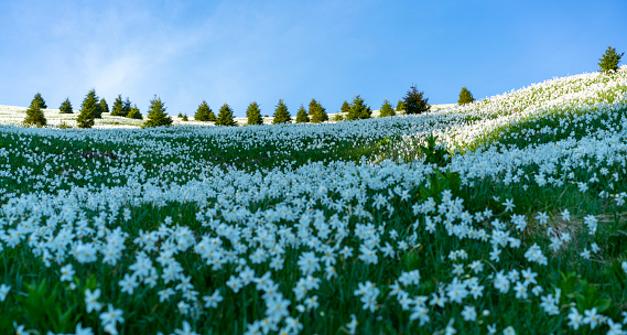 Evening sun on Beautiful daffodil narcissus flowers field slope of mountain, Golica. Narcissus are with white outer petals and a shallow orange or yellow cup in the center on blurred flowers. There are some trees and blue sky as background, Slovenia.