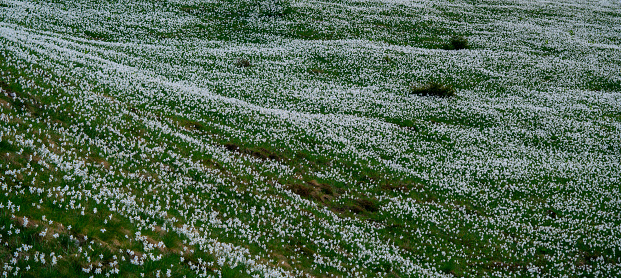 blooming field with buckwheat on a sunny day