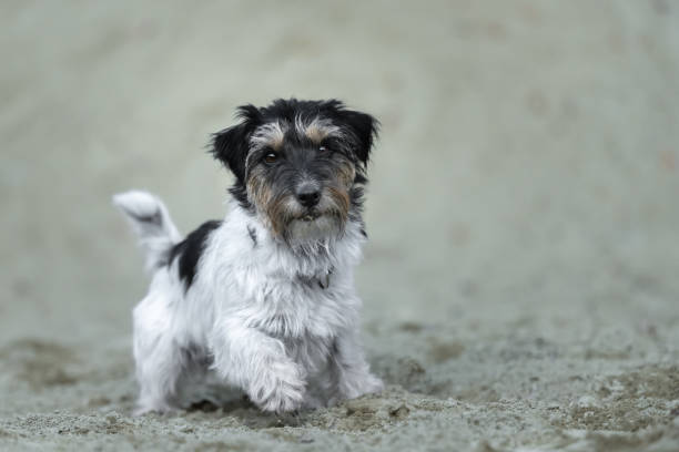 istock Cute small Jack Russell Terrier dog in a sand pit 1399320594