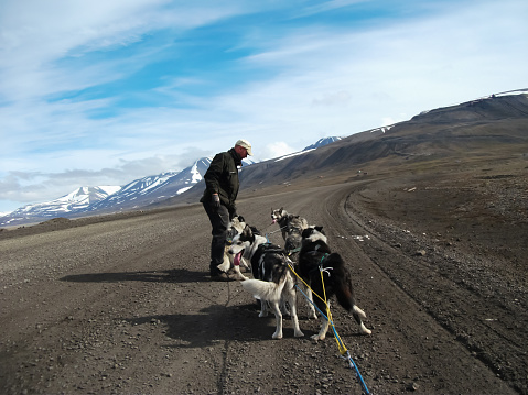 Musher with a pack of husky sled dogs during summer training on Svalbard island near the north pole.