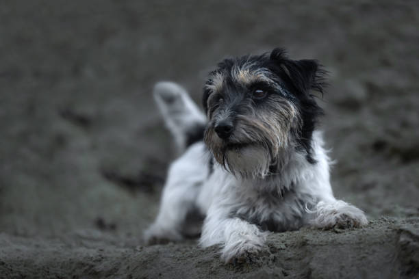 istock Cute small Jack Russell Terrier dog in a sand pit 1399321420