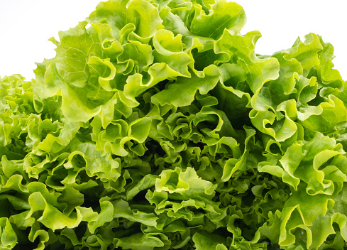 Romaine Lettuce Close-up on White Background