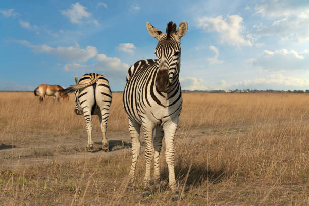 istock Zebra animals and horses on the grass steppe, autumn sunset landscape. 1399322588