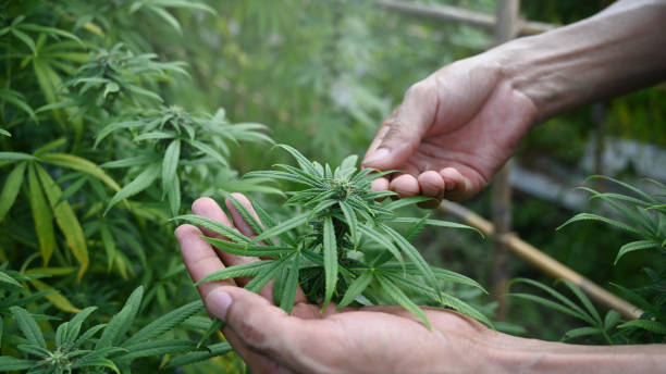 agricultor de tiro recortado revisando la plantación de marihuana o cannabis en invernadero. medicina herbal alternativa, salud, concepto de la industria del cáñamo. - porro fotografías e imágenes de stock