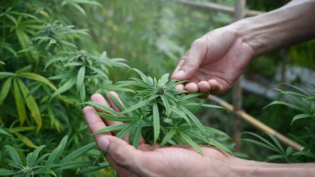 Cropped shot farmer checking marijuana or cannabis plantation in greenhouse. Alternative herbal medicine, health, hemp industry concept. Cropped shot farmer checking marijuana or cannabis plantation in greenhouse. Alternative herbal medicine, health, hemp industry concept. marijuana herbal cannabis stock pictures, royalty-free photos & images