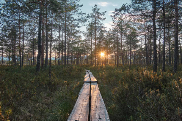 istock Hiking trail duckboard path on forested wetland 1399323548
