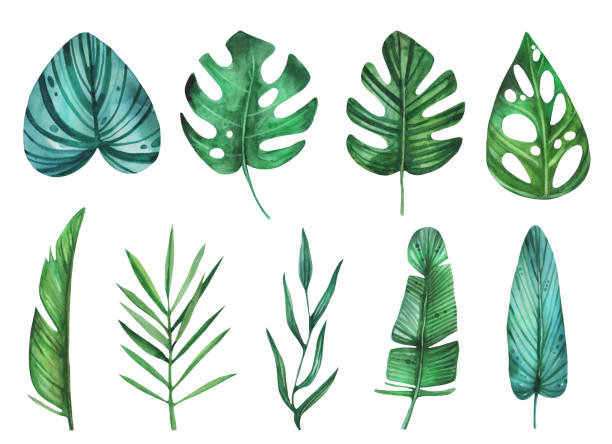 istock Watercolor cute decorative boho exotic botanical floral jungle beautiful palm green rainforest hand drawn clipart leaves set organic collection. 1399325488
