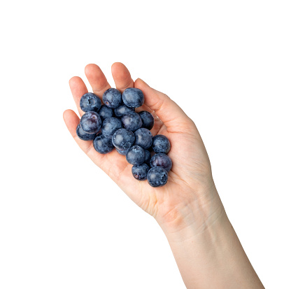 Large blueberries handful isolated. Blueberry pile in hand, forest blue berry, bluberry in palms, bilberry, fresh blueberries, huckleberry on white background top view