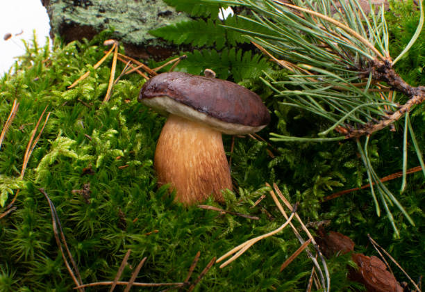 boletus badius oder bay bolete pilze in würde wald - boletus badius stock-fotos und bilder