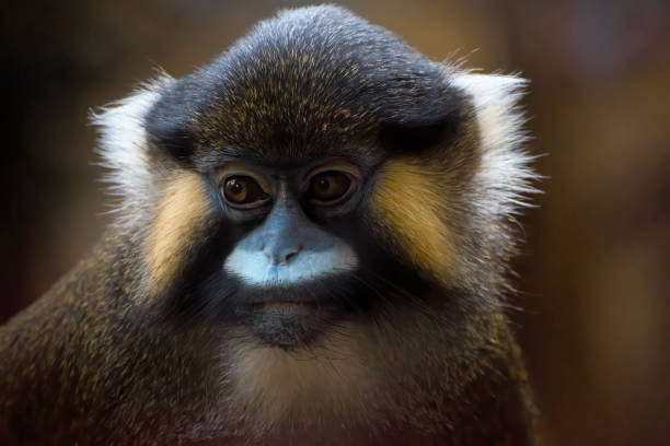 istock Moustached monkey  portrait in low light.close up face. 1399326347