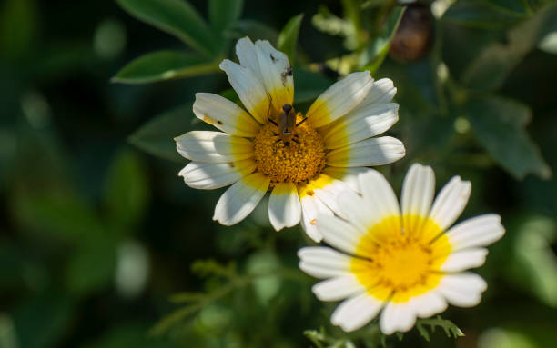 istock Firebug on a white flower ,close up.in daylight. 1399326381