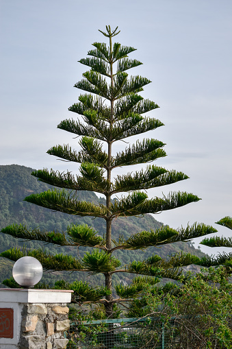 The Northfolk Island Pine or Araucaria Heterophylla tree in the hills of Mussoorie, uttarakhand India.