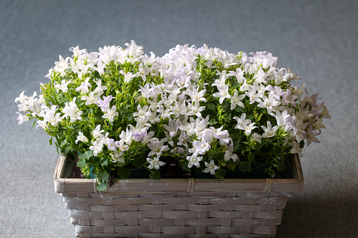 straw basket with beautiful campanula plant full of white flowers, grey background