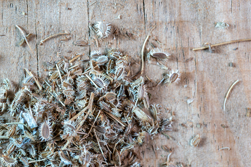 chinese medicine Wild carrot seeds （heshicao）