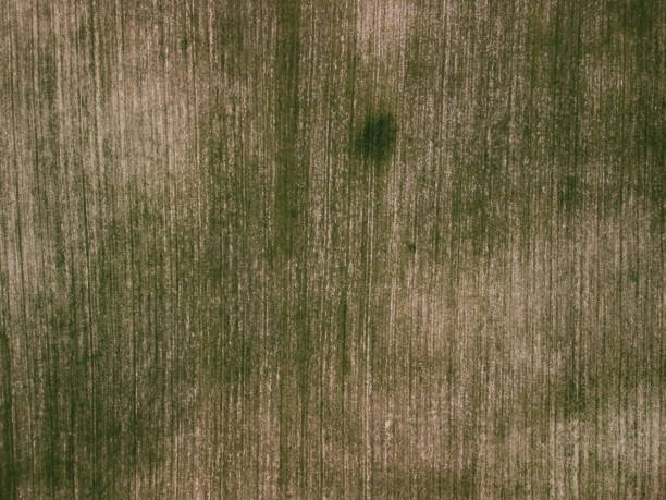 田舎のグリーン小麦畑の空中写真。夕焼け時に風に吹く小麦畑。若くて緑のスパイクレット。自然の中で大麦作物の耳。農学、産業、食品生産 - barley wheat grass green ストックフォトと画像