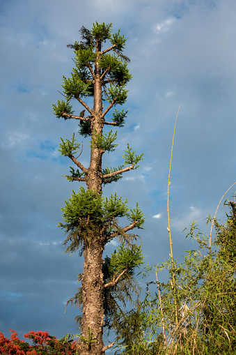 A tall Lodge pole Pine tree, Pinus contorta, with bluse sky in dehradun city of uttarakhand India.