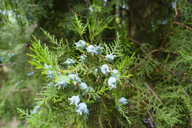 Light blue immature seed cones of Platycladus orientalis in mid July Light blue immature seed cones of Platycladus orientalis in mid July thuja orientalis stock pictures, royalty-free photos & images