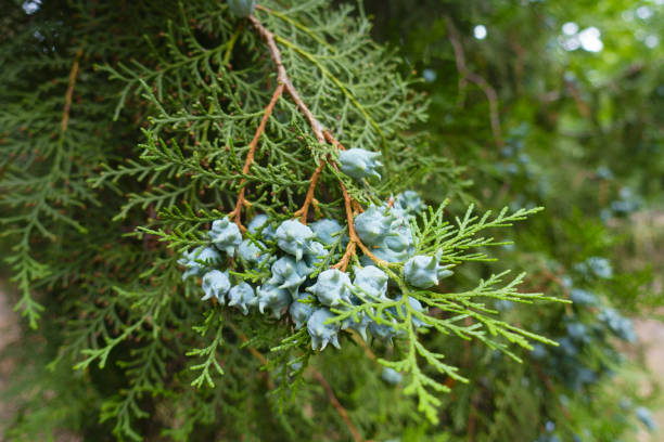 Numerous blue cones of Platycladus orientalis in mid July Numerous blue cones of Platycladus orientalis in mid July chinese arborvitae stock pictures, royalty-free photos & images