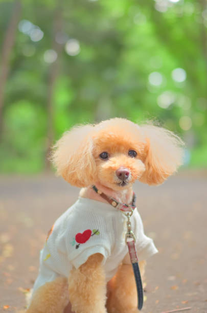 Fresh green and toy poodle taken in the park
