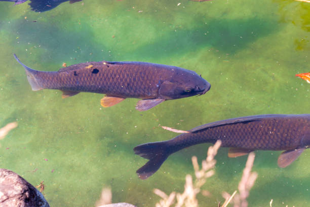 istock Black carp swimming in the pond 1399329364