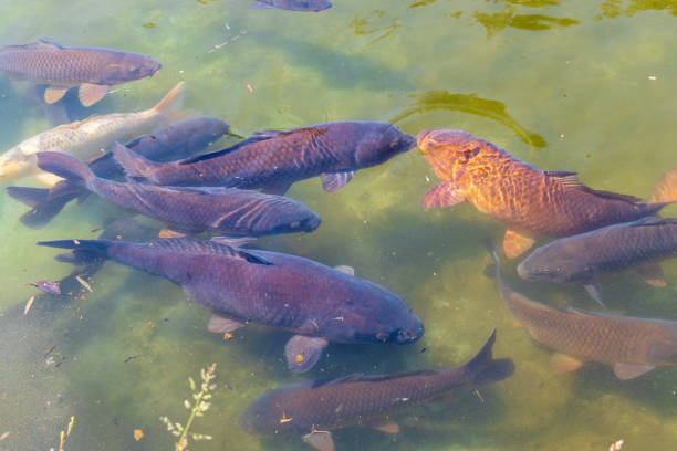 istock Lots of carp in the pond 1399329403