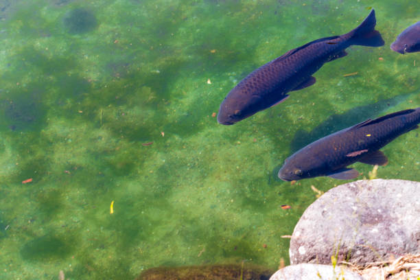 Black carp swimming in the pond