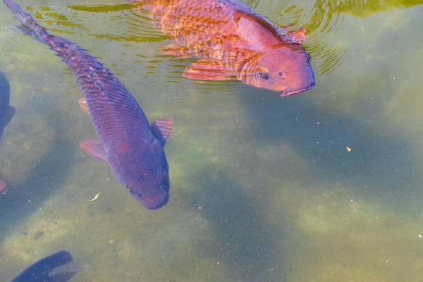 istock Carp swimming in a pond 1399329406