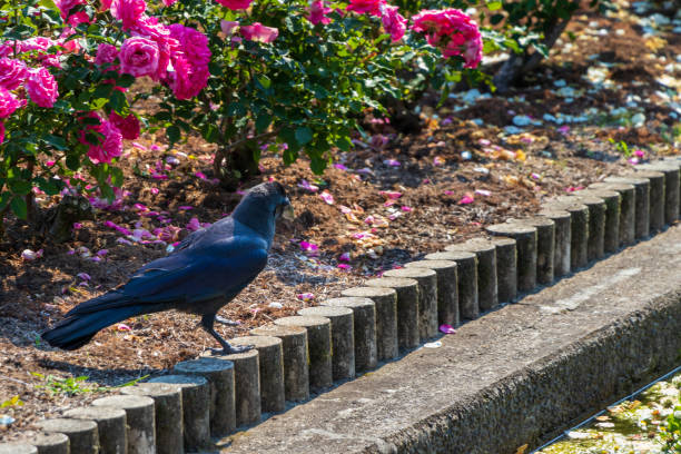 Black crow near the flowerbed