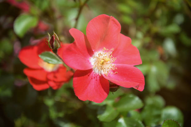 대초원 로즈로 사 arkansana, 또는 강포한 대초원 로즈 - rosa arkansana 뉴스 사진 이미지